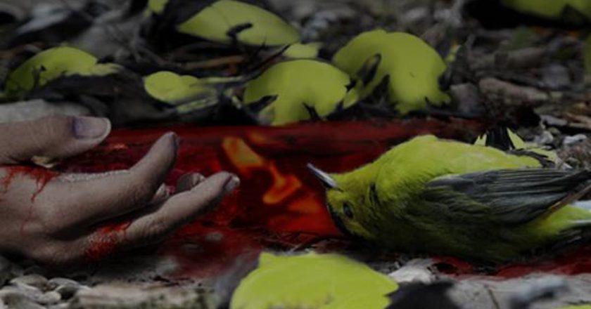 Scene of murderous canaries