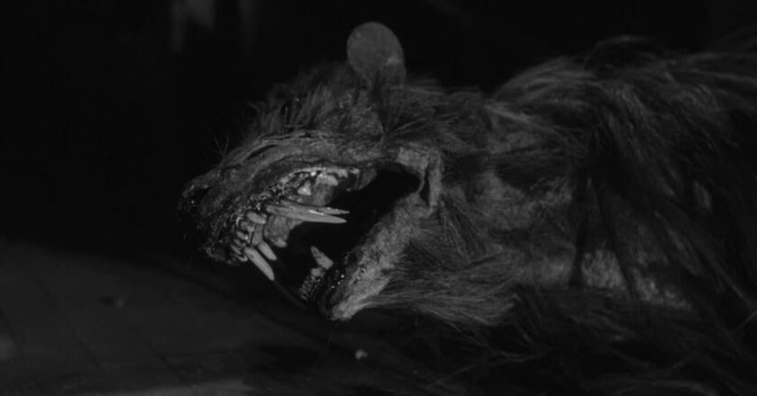 A dead killer shrew from the movie "The Killer Shrews."