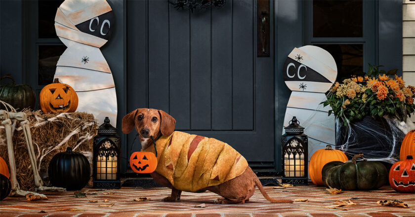 A "wiener" dog in a Pillsbury Mummy Dog costume hodling a tiny jack-o'-lantern trick or treat pale